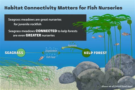 fish nursery|Garden Center .